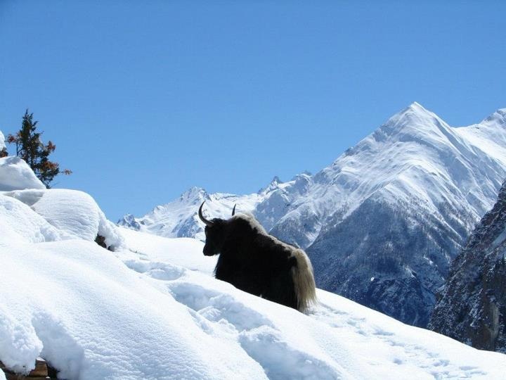 Yak Kharka to Thorung Phedi